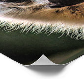 Poster Lemur et Pup (Coin)