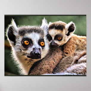 Poster Lemur et Pup