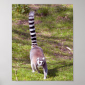 Poster Lémurien à queue cerclée marchant sur l'herbe (Devant)