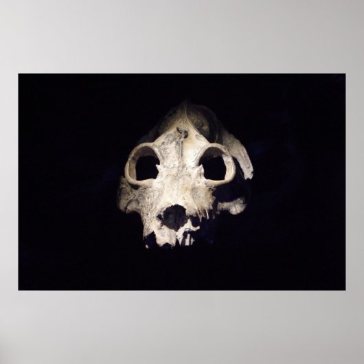 Poster Lémurien géant (Devant)