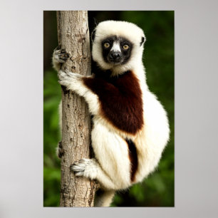 Poster Lémurien Sifaka dans la forêt de Madagascar