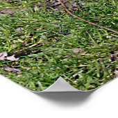 Poster Lémurienne à queue ronde sur la carte postale T-Sh (Coin)