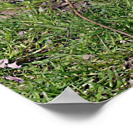 Poster Lémurienne à queue ronde sur la carte postale T-Sh (Coin)