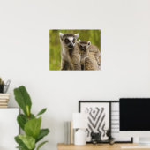 Poster Lémuriens à queue annelée (Lemur catta) Mère et bé (Bureau à domicile)