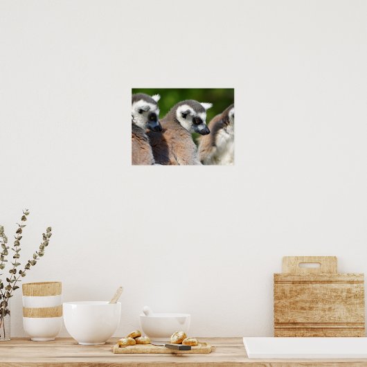Poster Lémuriens à queue ronde (Cuisine)