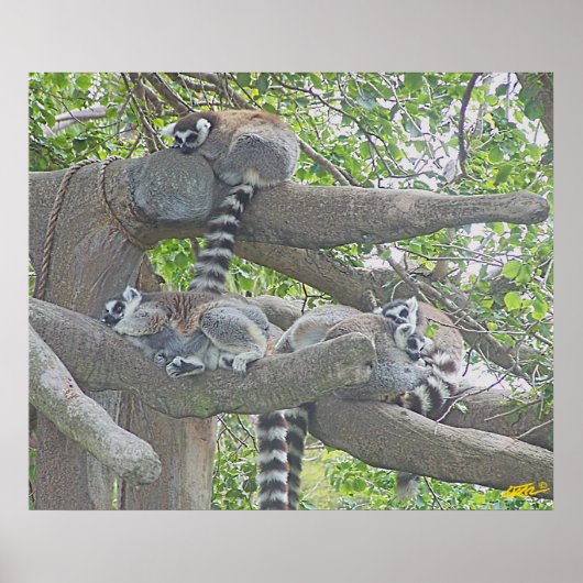 Poster Lemurs (Devant)