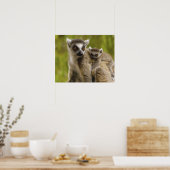 Poster Lémurs à queue annelée (Lemur catta) Mère et bébé. (Cuisine)