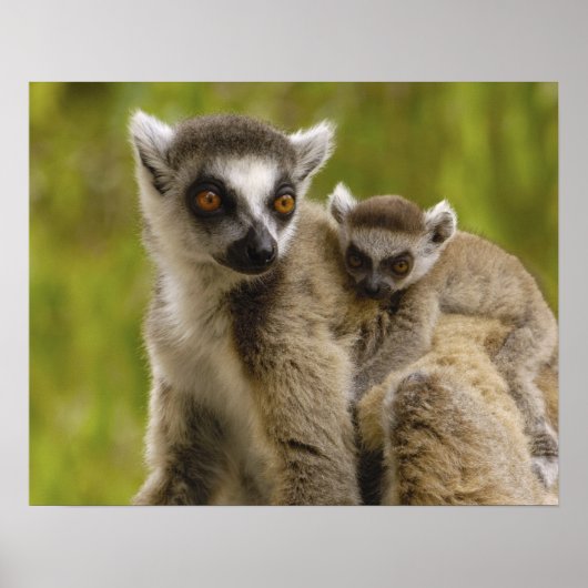 Poster Lémurs à queue annelée (Lemur catta) Mère et bébé. (Devant)