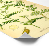 Poster Lentil (Lens culinaris) (Coin)