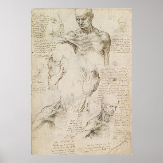 Poster Leonardo dessin anatomique de l'épaule et du cou (Devant)