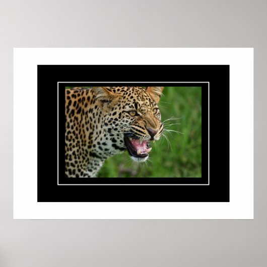 Poster Leopard (Voorkant)