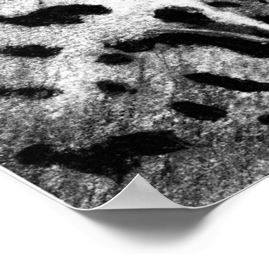 Poster Leopard (Coin)