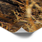 Poster Leopard (Coin)