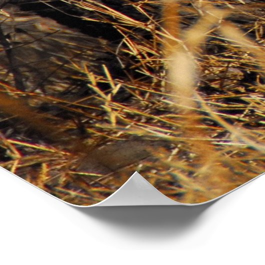 Poster Leopard (Coin)