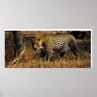 Poster Leopard