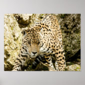 Poster Leopard (Devant)