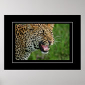 Poster Leopard (Devant)