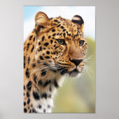 Poster Leopard (Devant)