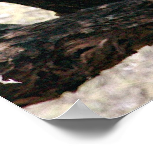 Poster Leopard (Coin)