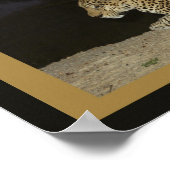 Poster Leopard allongé sur le banc de sable (Coin)