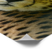 Poster Leopard cheetah sauvage jungle photo d'animal (Coin)