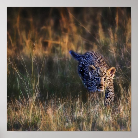 Poster Leopard Cub Panthera Pardus (Devant)