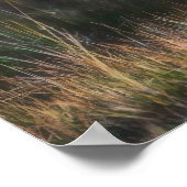 Poster Leopard Cub Panthera Pardus) as seen in the (Coin)