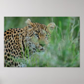 Poster Leopard d'Afrique (Devant)