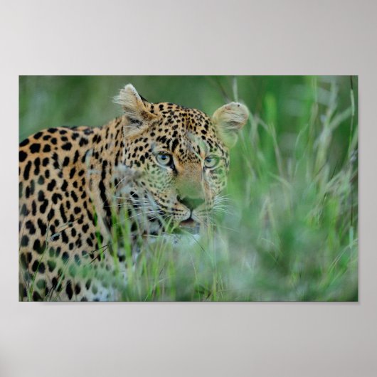 Poster Leopard d'Afrique (Devant)