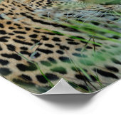 Poster Leopard d'Afrique