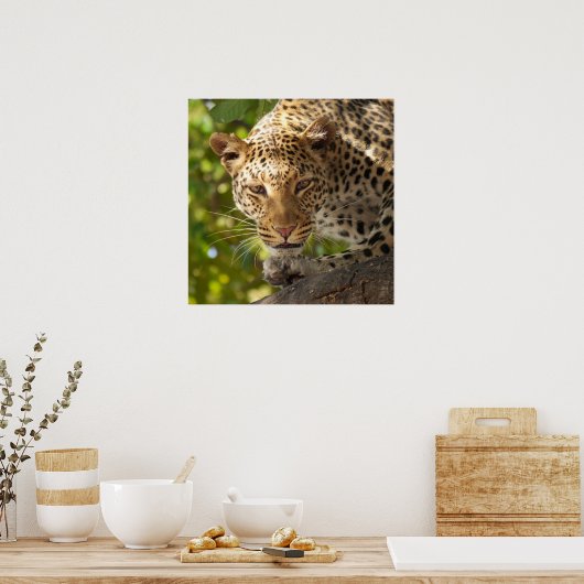 Poster Leopard dans un arbre (Cuisine)