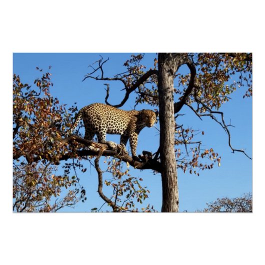 Poster Leopard dans un arbre en Afrique (Devant)
