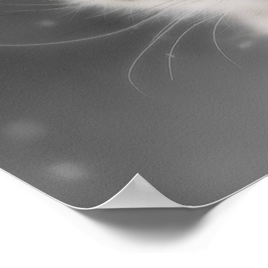 Poster Léopard des neiges (Coin)