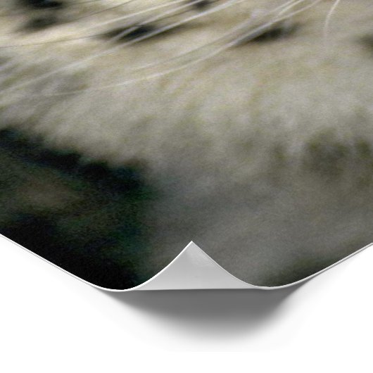 Poster Léopard des neiges (Coin)