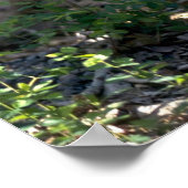 Poster Léopard des neiges à flanc de colline (Coin)