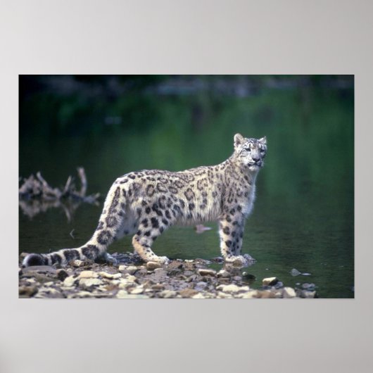 Poster Léopard des neiges au bord de la rivière (Devant)