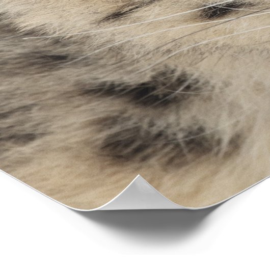 Poster Léopard des neiges (Uncia uncia) 2 (Coin)