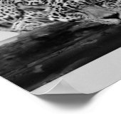 Poster Leopard en noir et blanc (Coin)