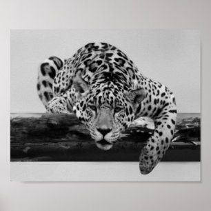 Poster Leopard en noir et blanc