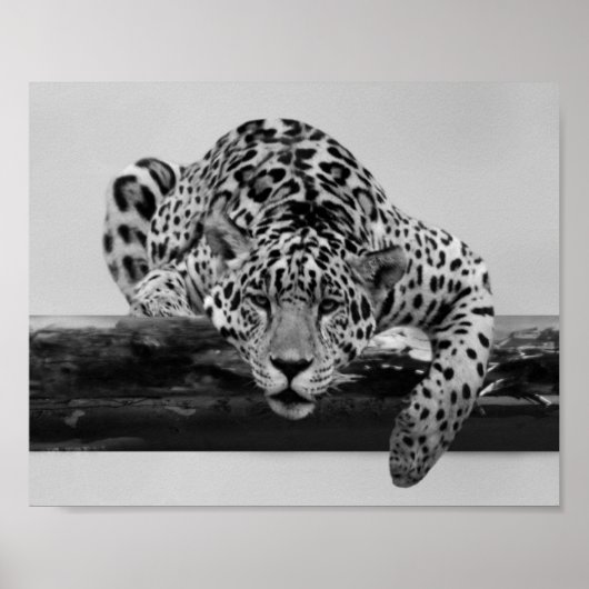 Poster Leopard en noir et blanc (Devant)
