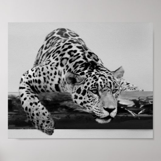 Poster Leopard en noir et blanc (Devant)