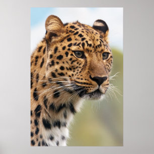 Poster Leopard Head Shot