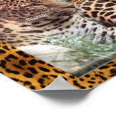 Poster Leopard indien (Coin)