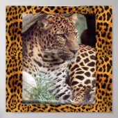 Poster Leopard indien (Devant)