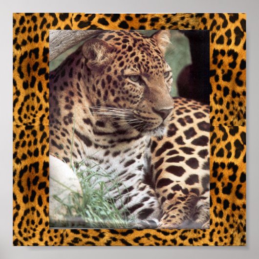 Poster Leopard indien (Devant)