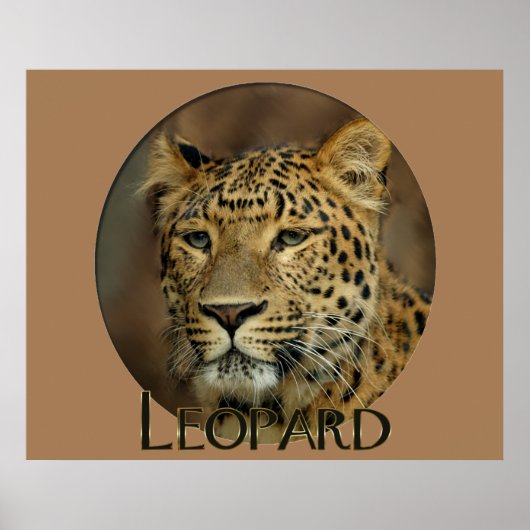 Poster Leopard Lovers (Devant)