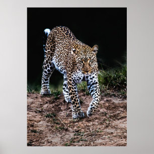 POSTER LEOPARD MARCHANT DANS LA SAUVAGE