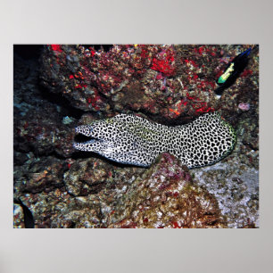 Poster Leopard Moray