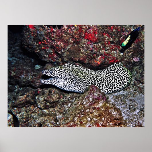 Poster Leopard Moray (Devant)