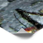 Poster Leopard Moray Eel (Coin)